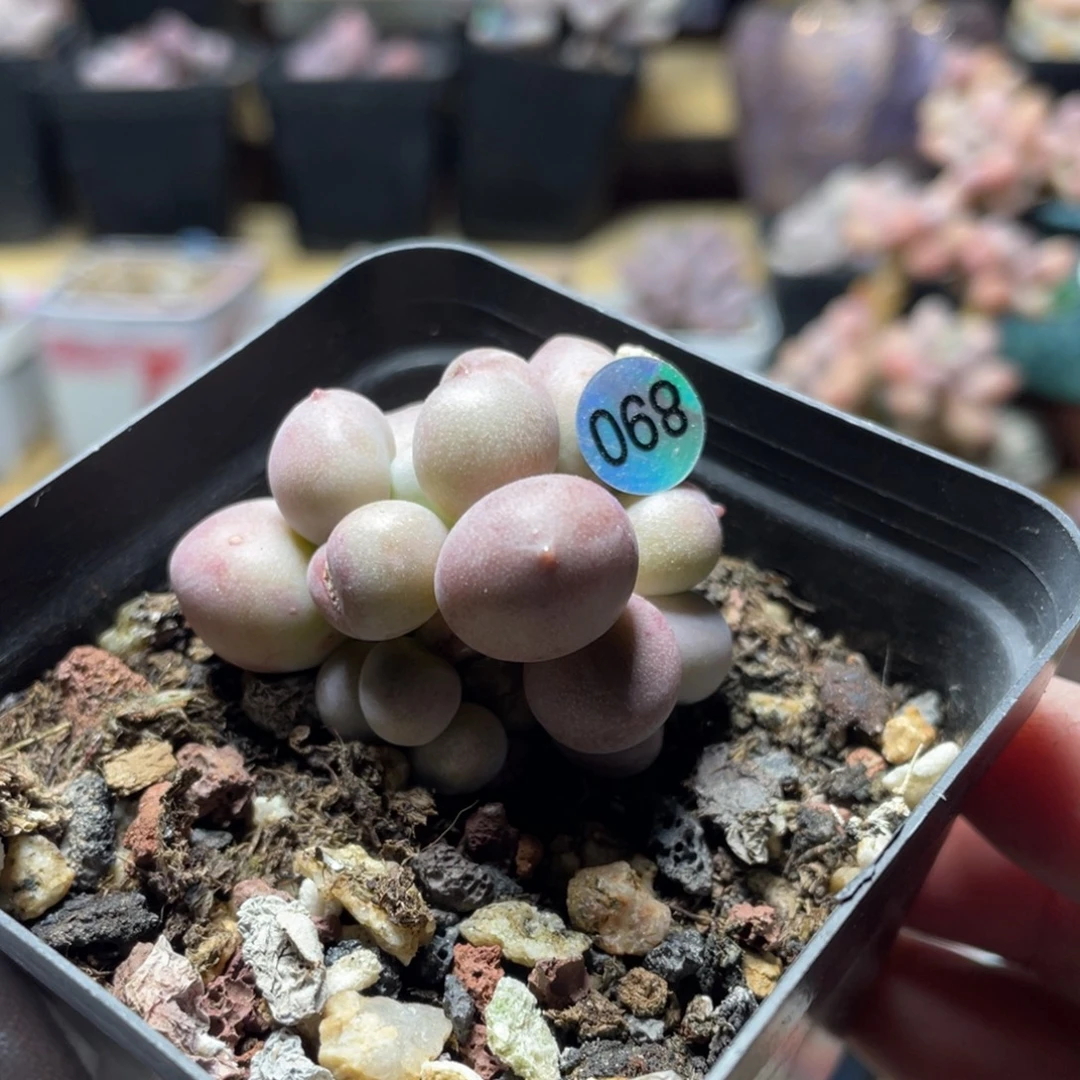 桃花奶酪多肉植物