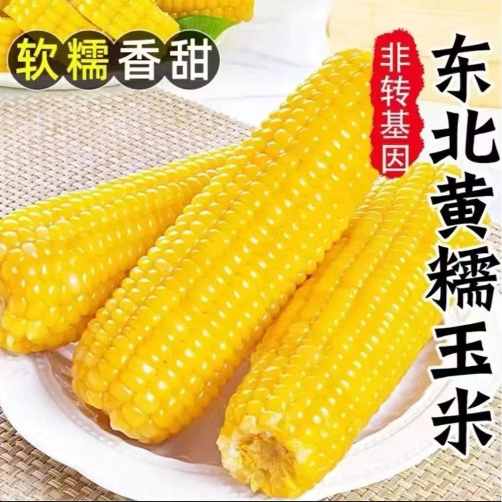 试吃两根东北香甜黄金糯玉米独立真空透明袋包装10根大玉米