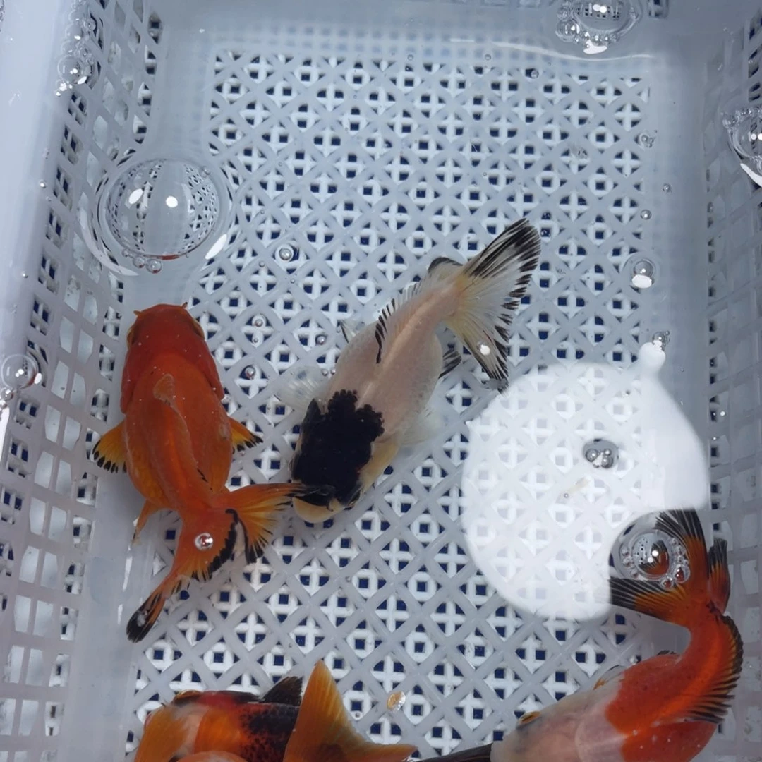 海水鱼花泰狮金鱼2号