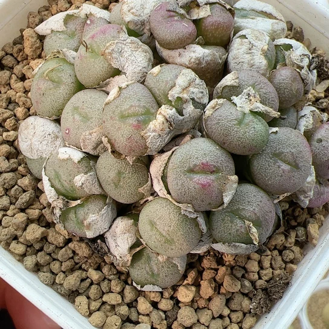 【闪购商品】 122 小煎饼