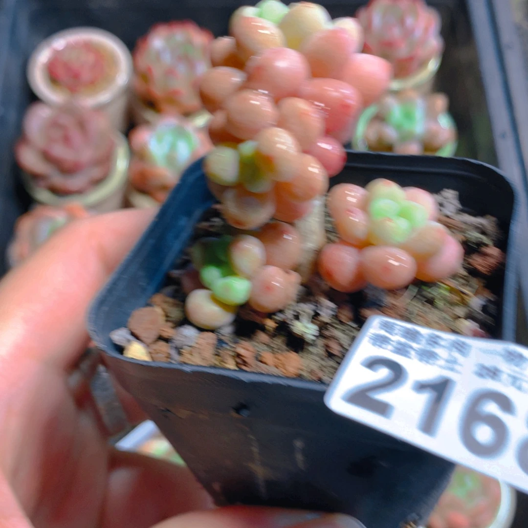 5厘米盆精控多肉2168