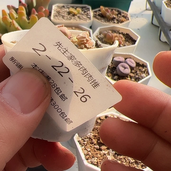 美丽的肉肉肉肉肉