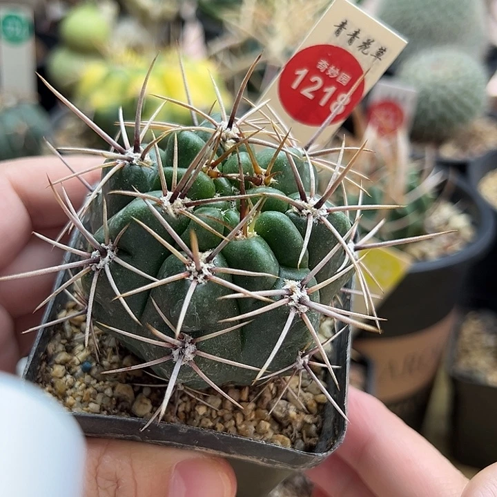 实生狂刺恐龙丸一棵仙人球