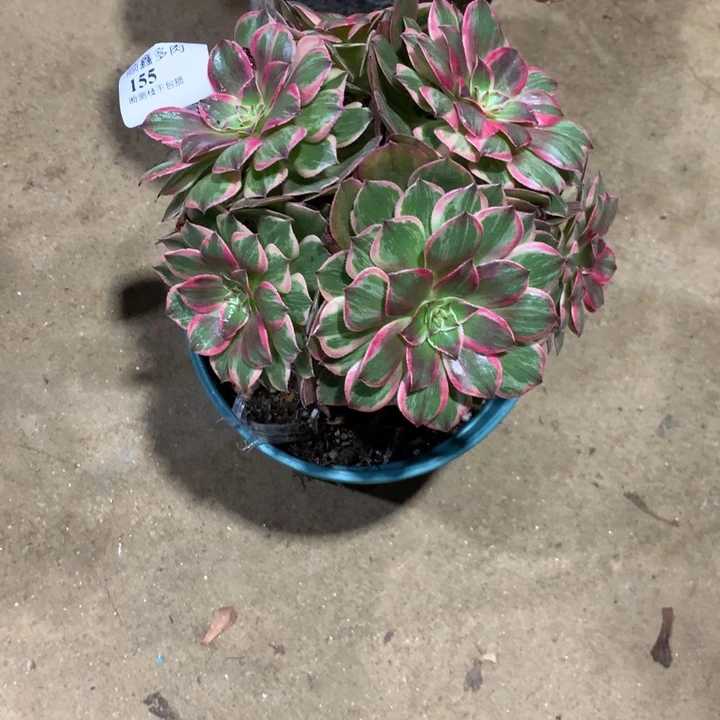 清***夏155莲花座多肉植物特价