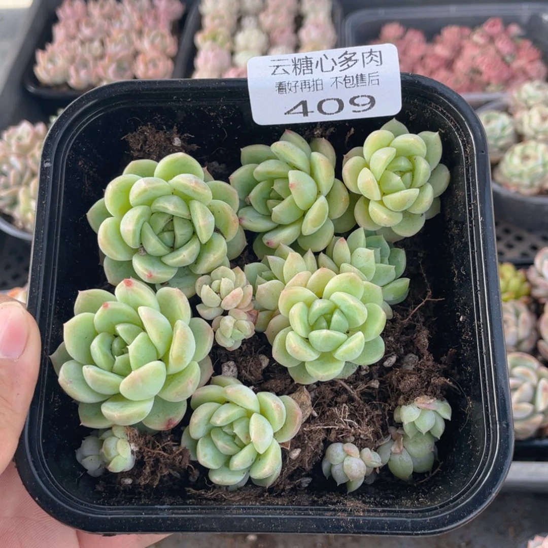 云糖心多肉植物409