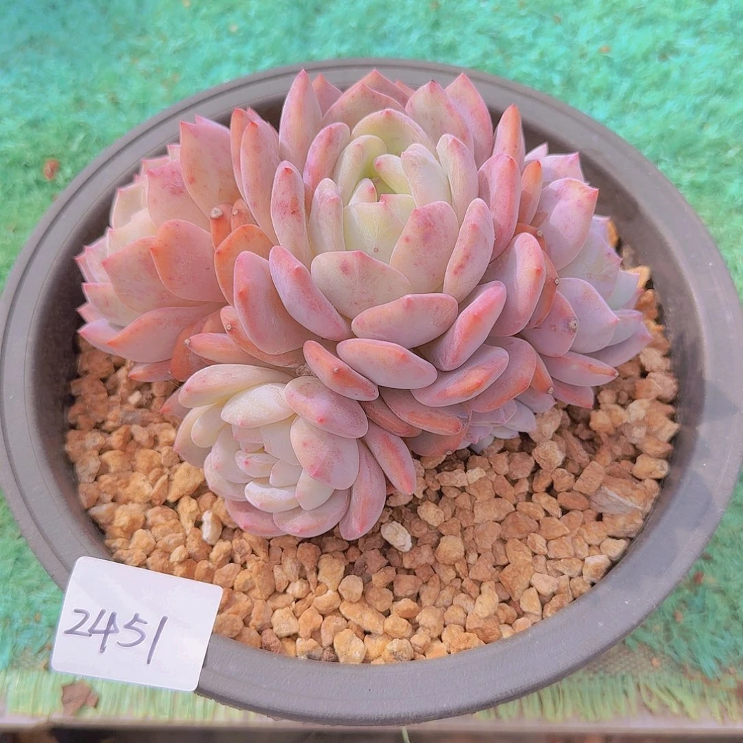 2451橙子多肉植物