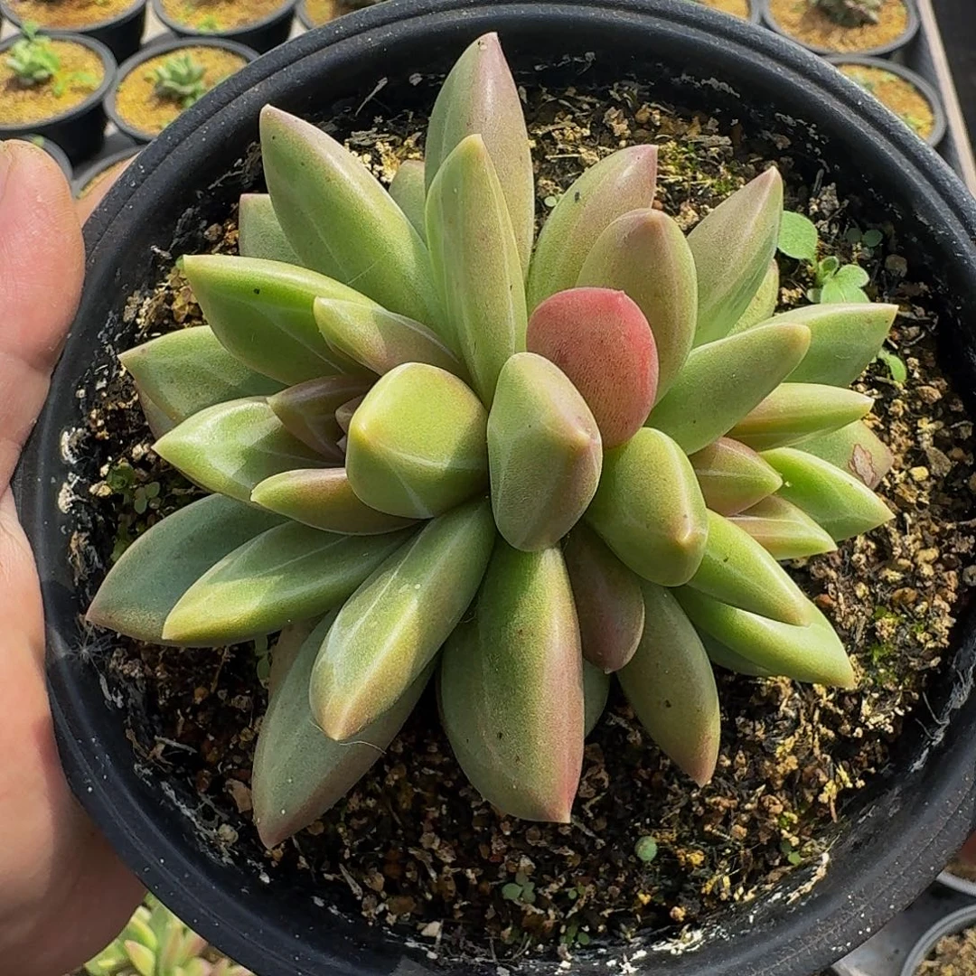 迷雾泡泡 一物一拍