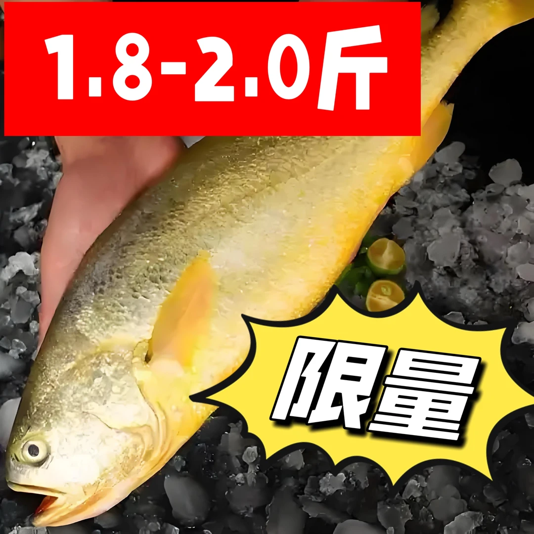 【无冰】大黄花鱼冰鲜正宗黄花鱼深海鱼2条（1820）