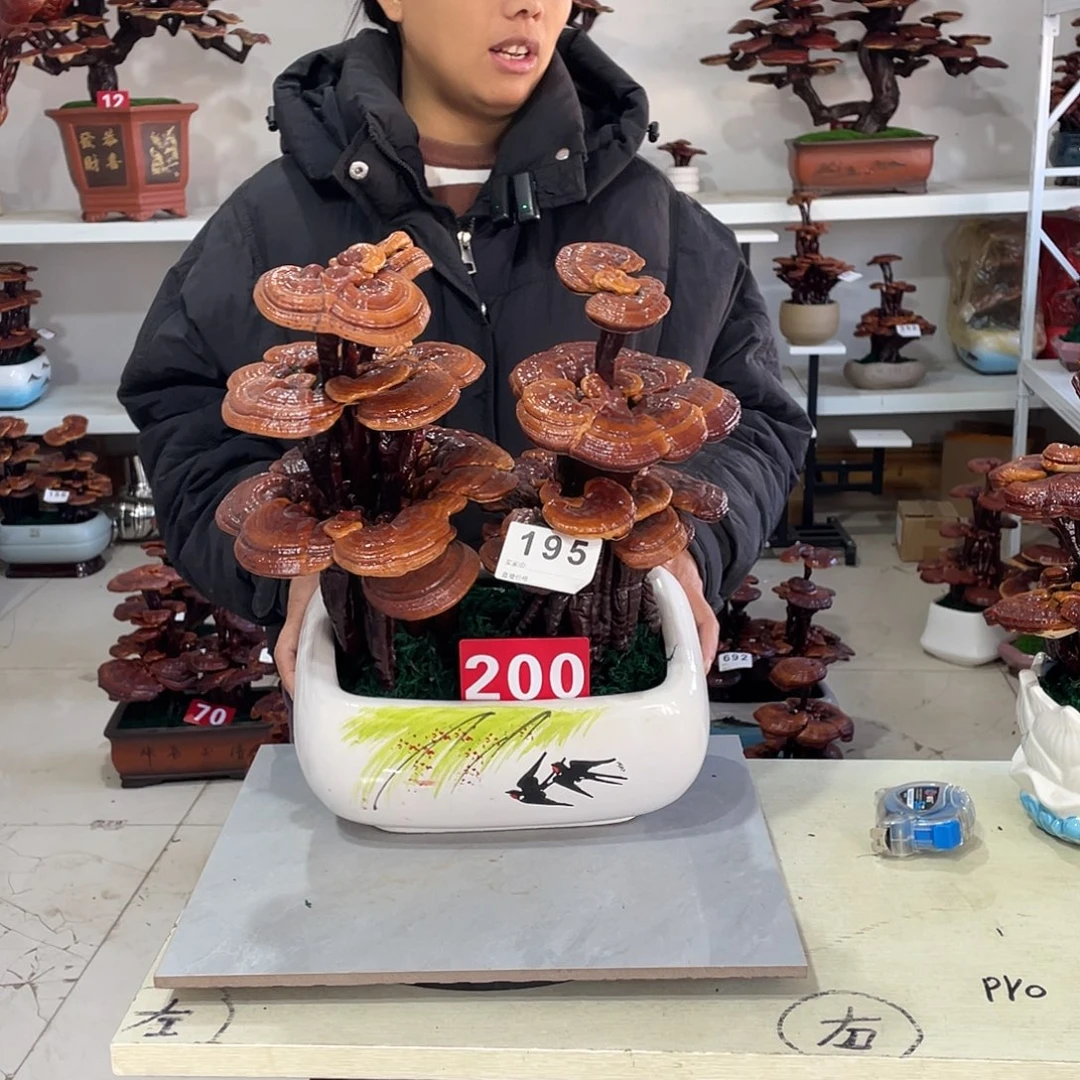 无花朵88888888888888