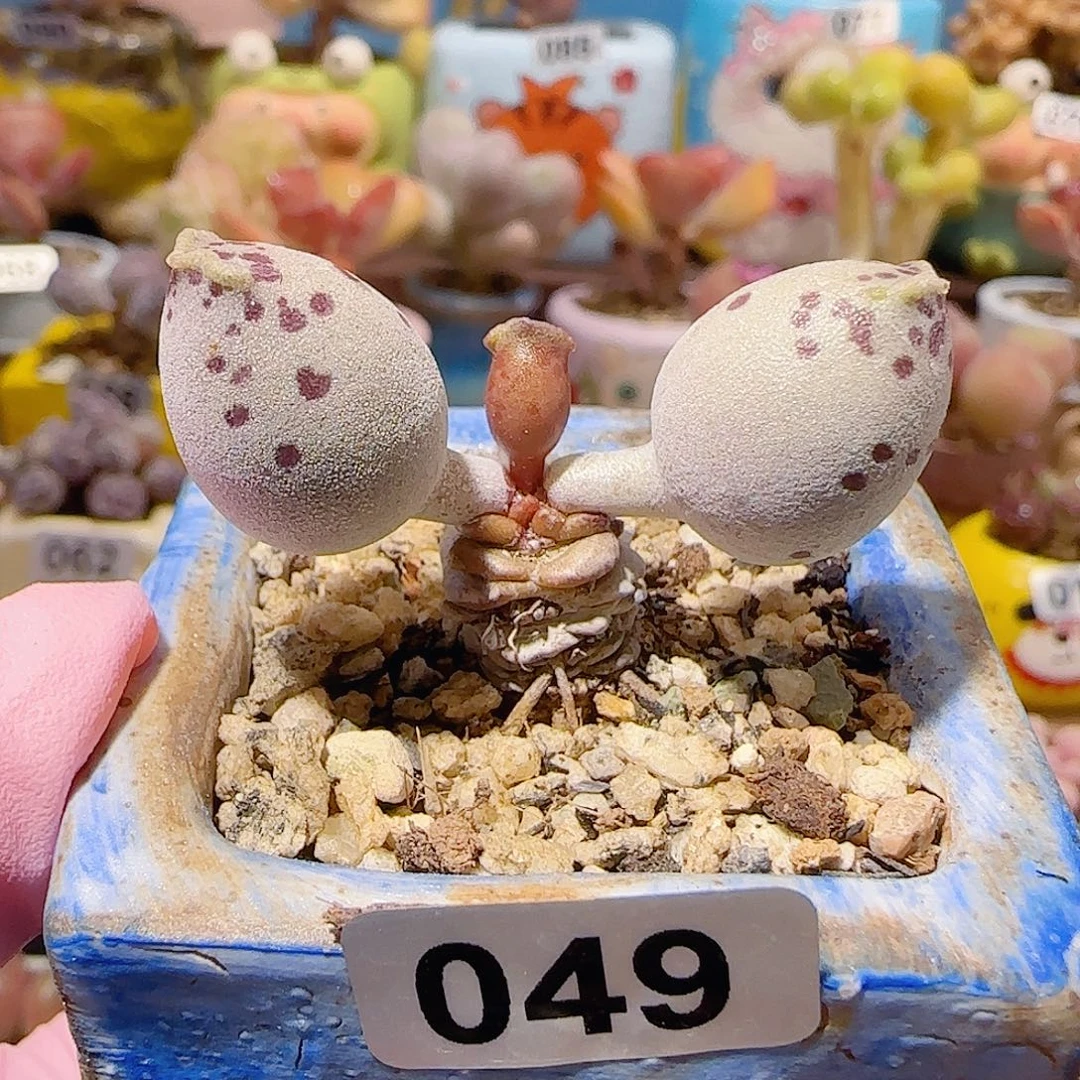 T老桩粉海豹盆口3.5cm