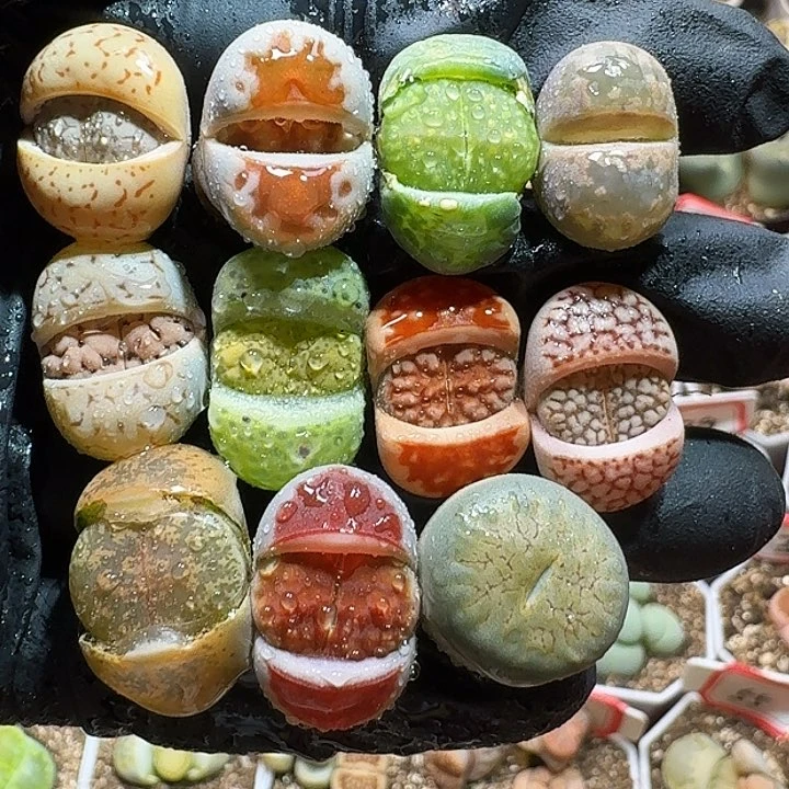 生石花233:：/。  358