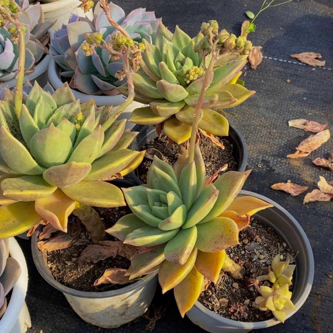 黄金表丽娜大单头起三盆