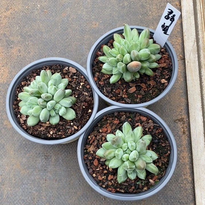 森林之心三颗旺财旺财