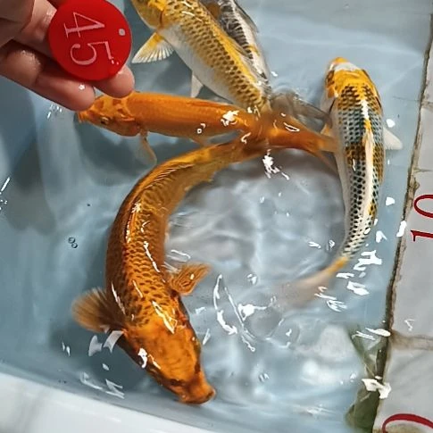 海水锦鲤冷水鱼淡水鱼好养耐活