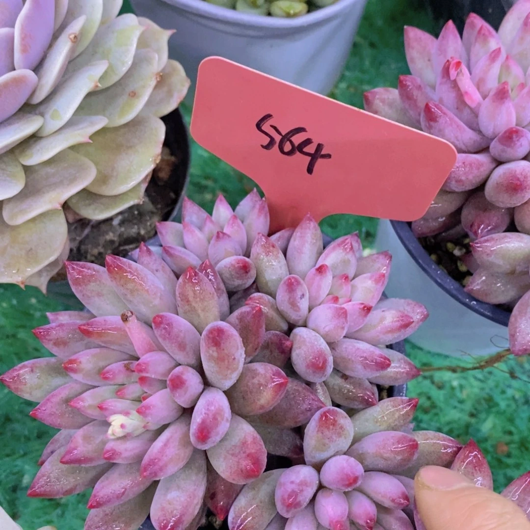 清货场，精品场一物一拍