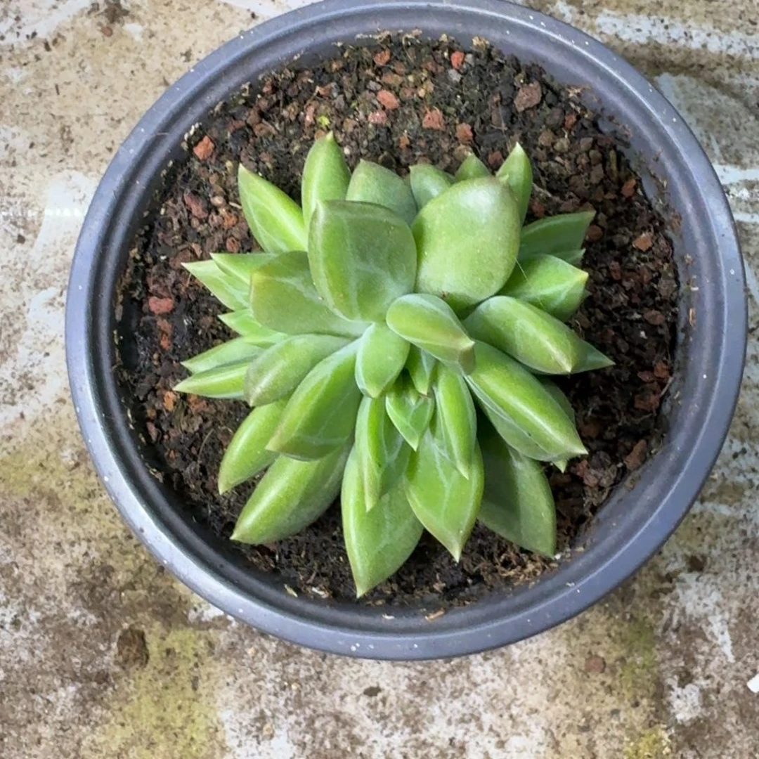 黄千手 3头  一物一拍