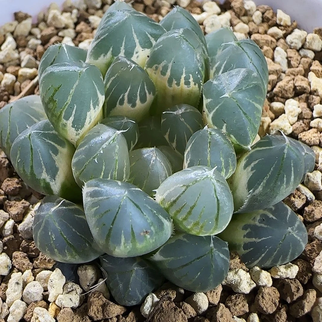 658号糊斑霓虹灯4.8左右一物一拍带盆土