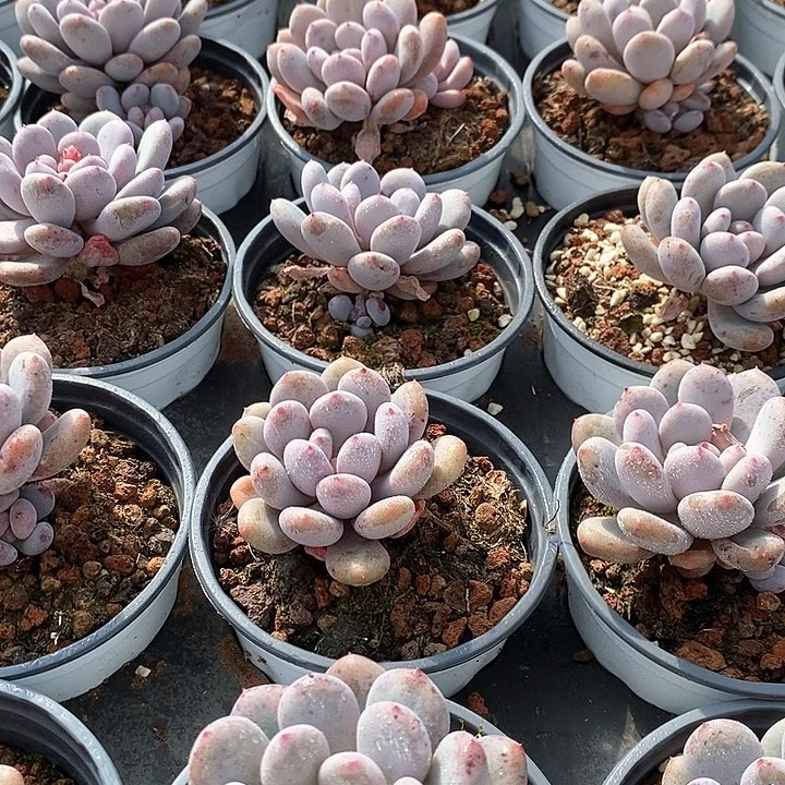 35香香雪单头 福利多多