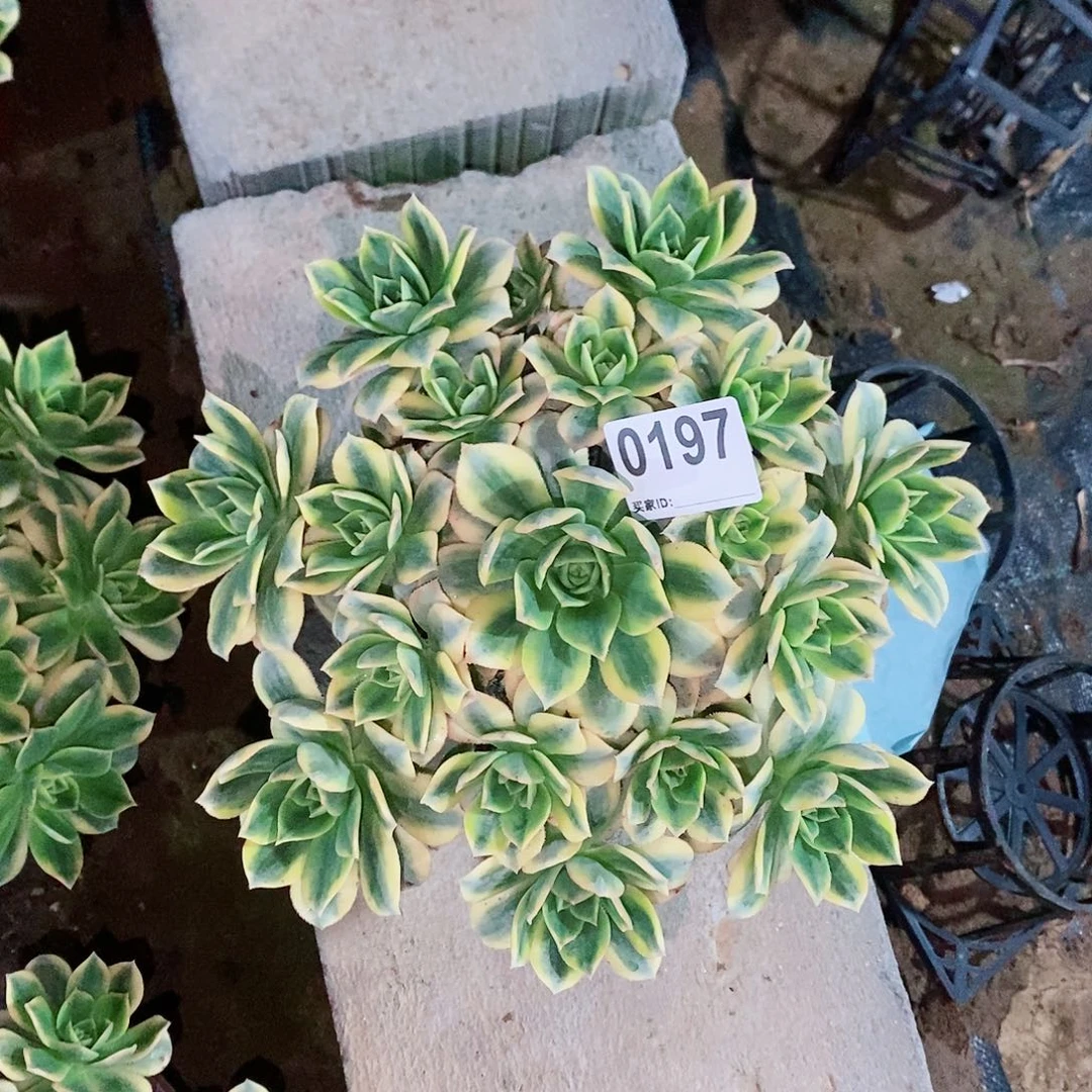 奇*星爆0197多肉1111