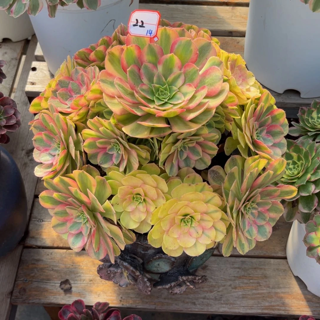 22雨荷精品法师多肉