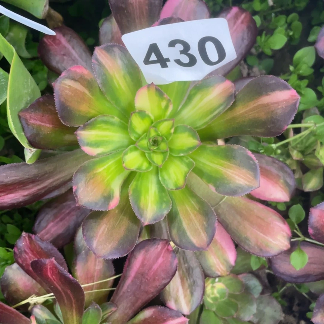 430号尚修七彩拉斯实生根