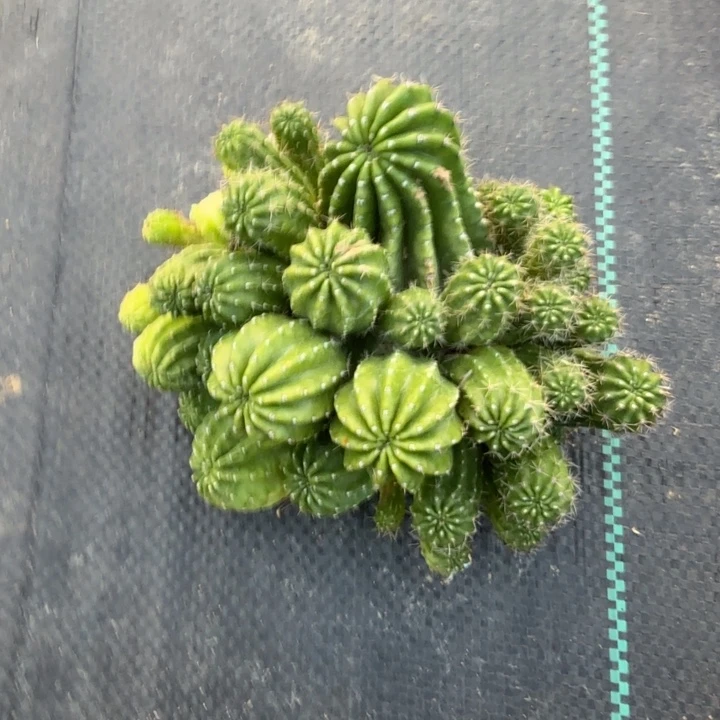 彩草白檀杂群生680