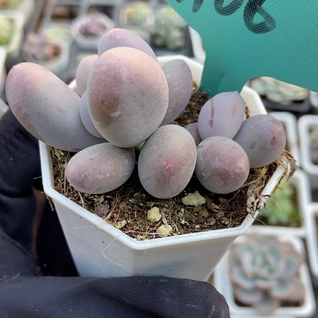 1106米可奶多肉植物