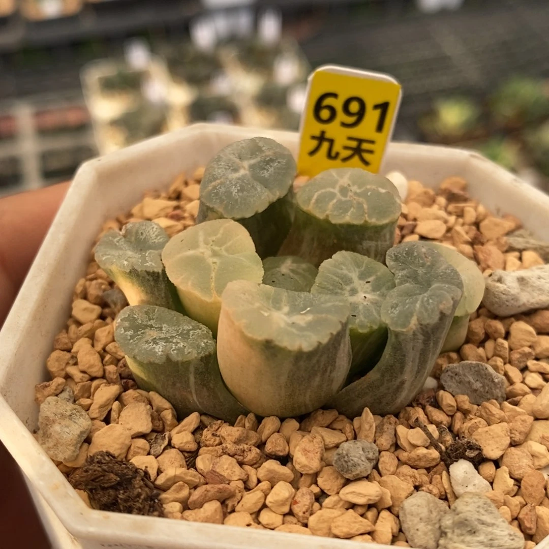 691号实生万象多肉植物