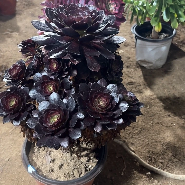 多肉植物赤焰莲81