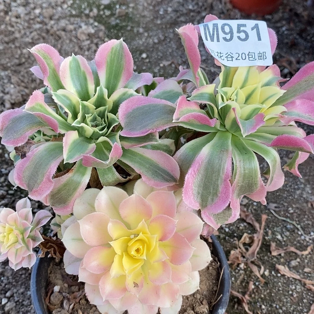 951白凤多肉植物