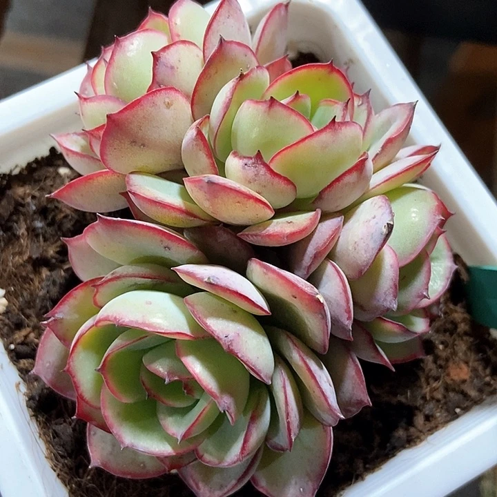 多肉植物牡丹亭1499
