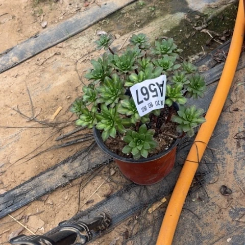 567花茶不包断枝