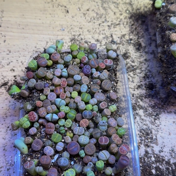 红****）多肉植物和野生动植物33