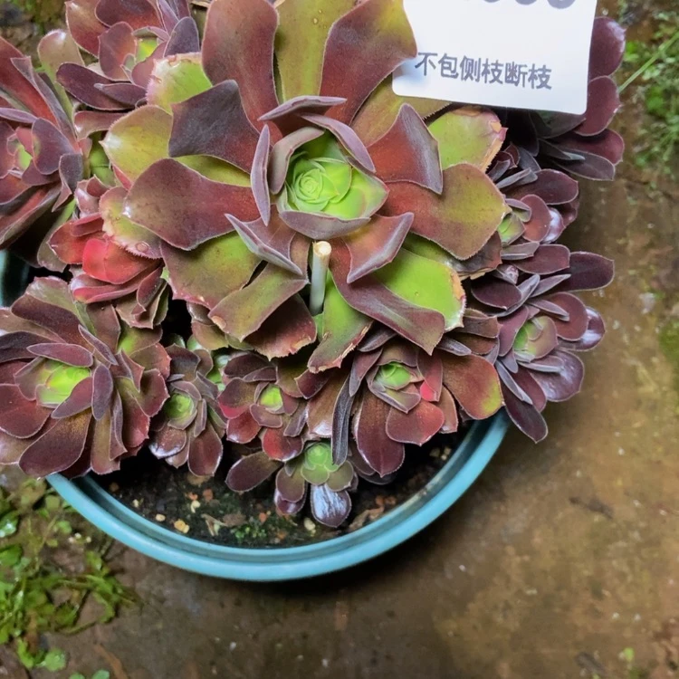 【闪购商品】高*4536多肉