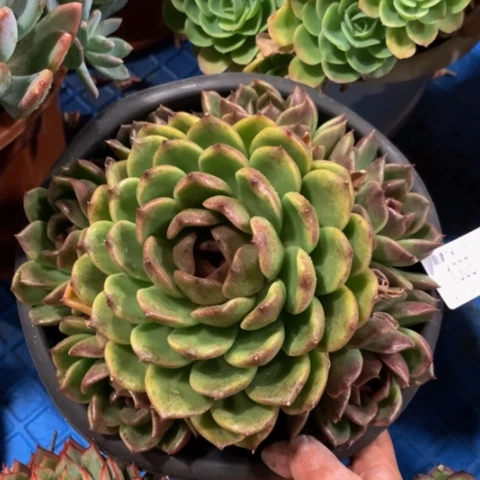 琳****发黑曼巴13086多肉