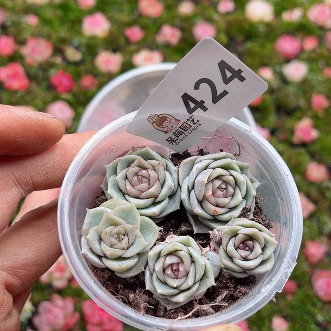 多肉植物多肉植物