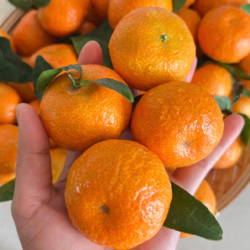 砂糖橘（一斤）