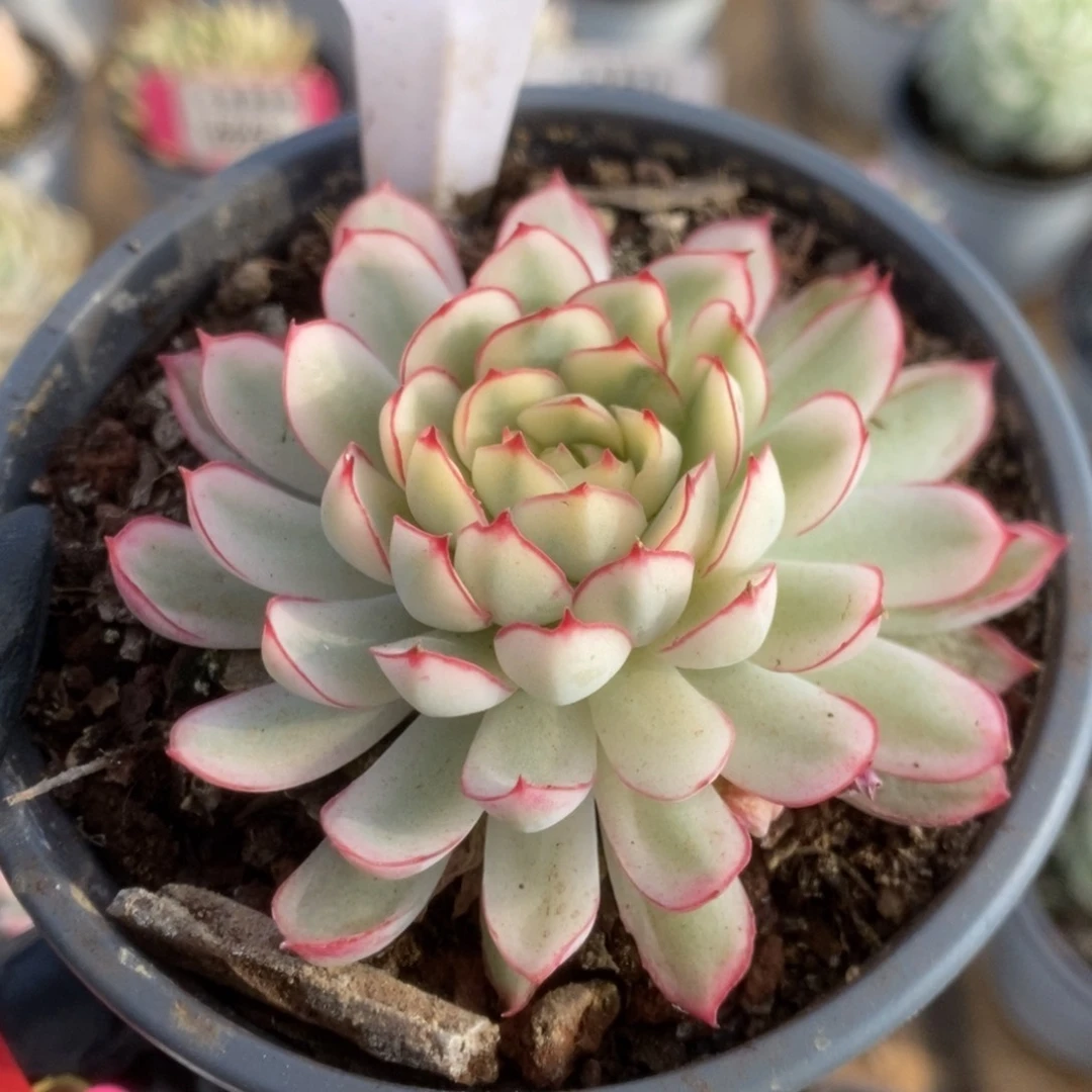 582白覆轮梦幻玫瑰锦