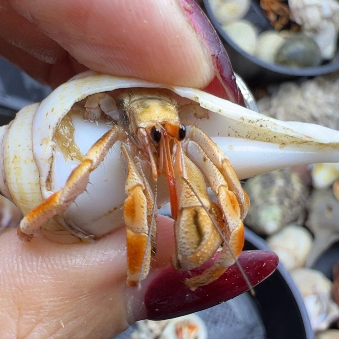 小卡拉米马岛深紫