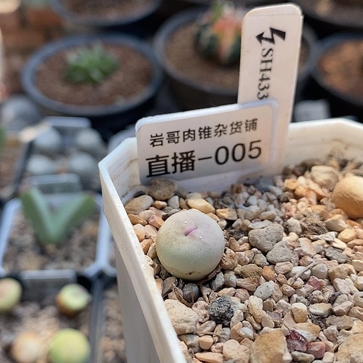 刺猬种源433V嘴一颗