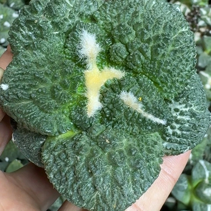 无花朵苗接大尤哥斯拉798