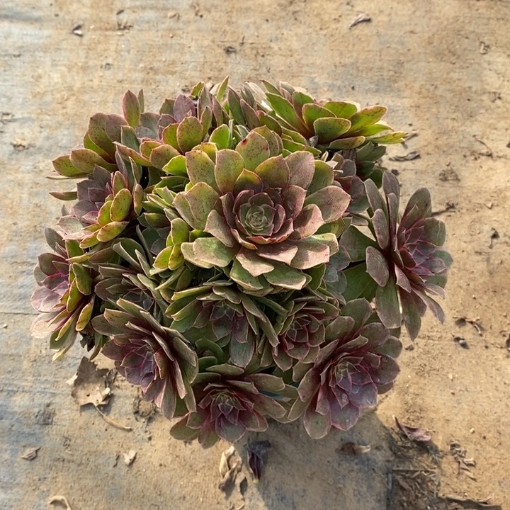 莲花座13多肉植物法师法师