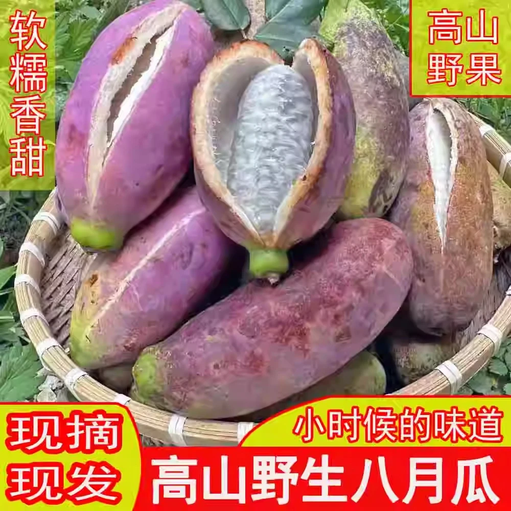 八月瓜新鲜水果八月炸2斤装当季现摘香瓜应季麻藤包甜瓜8顺丰包邮