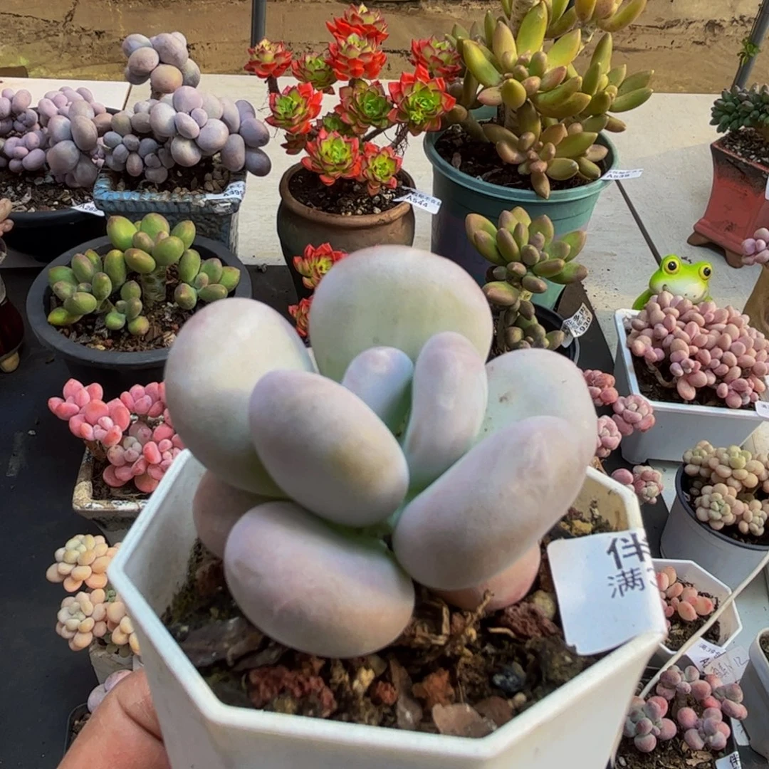 263/5cm橙雪球多肉植物