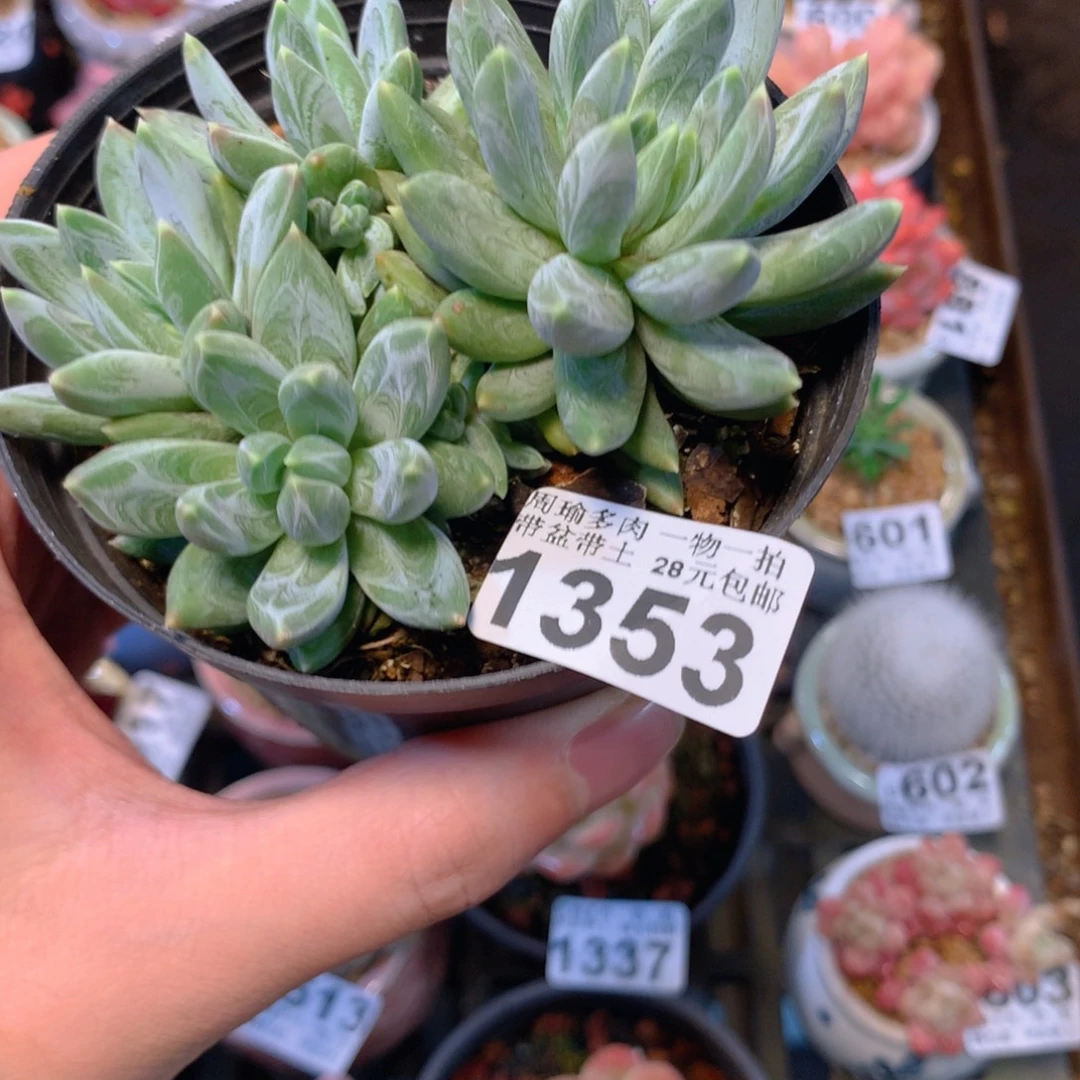 5厘米盆精控多肉1353