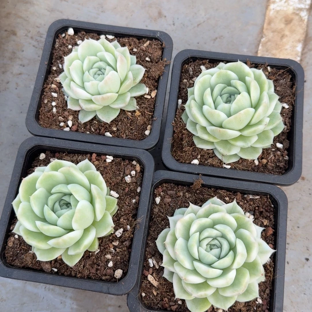 一颗的价格麦秆锦腹轮锦