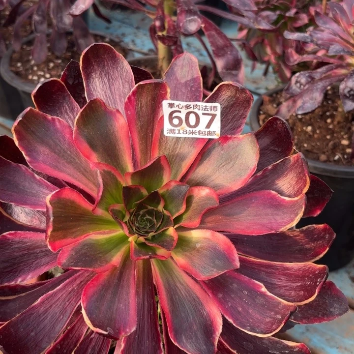 607红魔女掌心多肉法师锦不包侧枝断枝