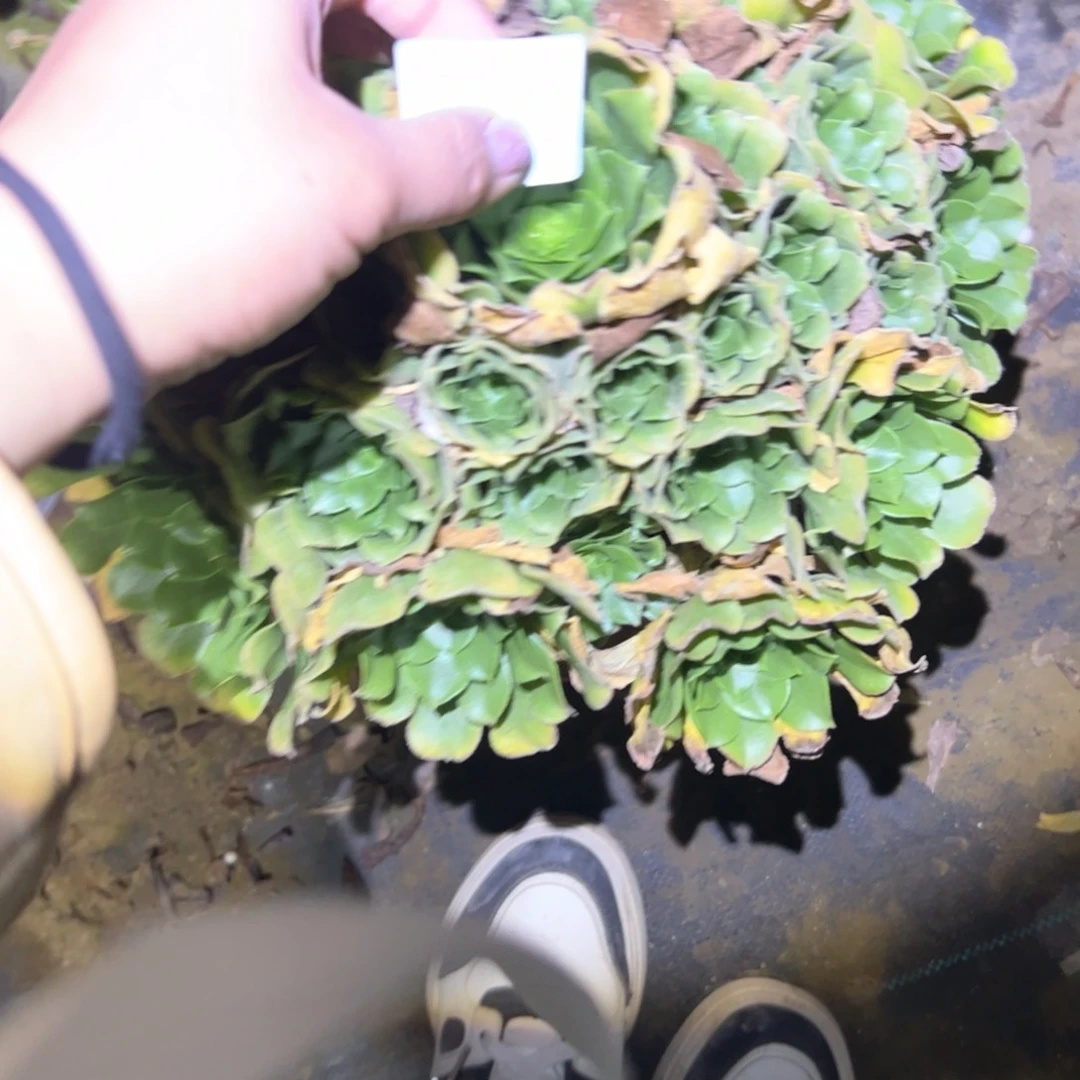 花*礼绿羊绒多肉一物一拍92