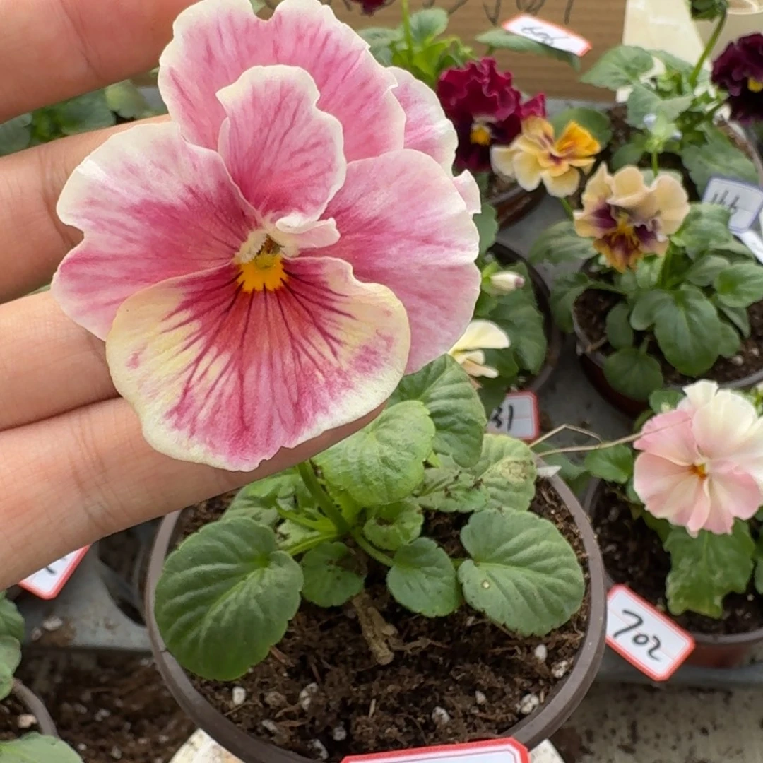 大部分花苞少量开放713