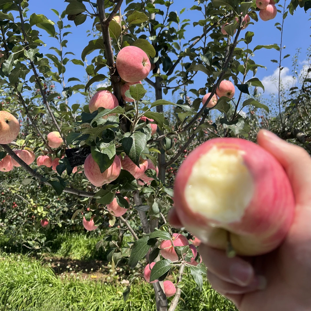 云南高原新鲜水果苹果脆爽多汁现摘现发新世纪25年头茬鲜果